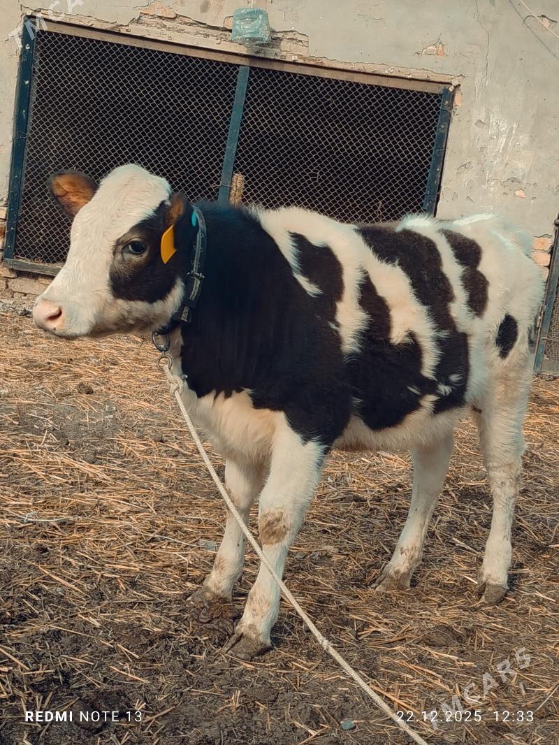 Smental unajyn - Türkmenabat - img 1