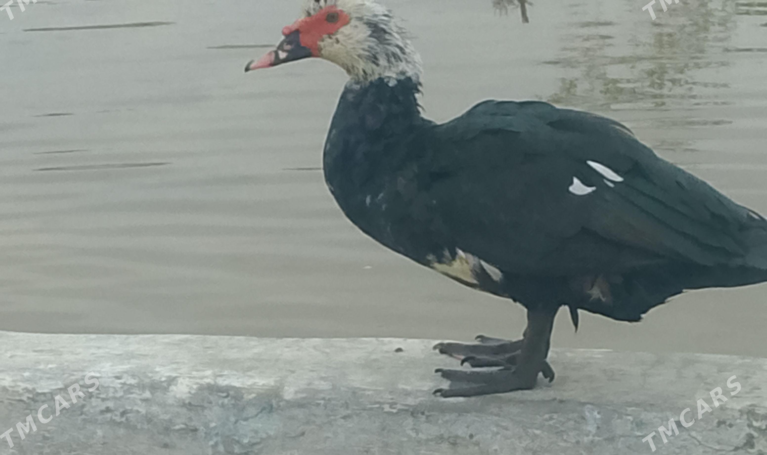 yagdayy gowy onsuk bar - Gyzylarbat - img 1