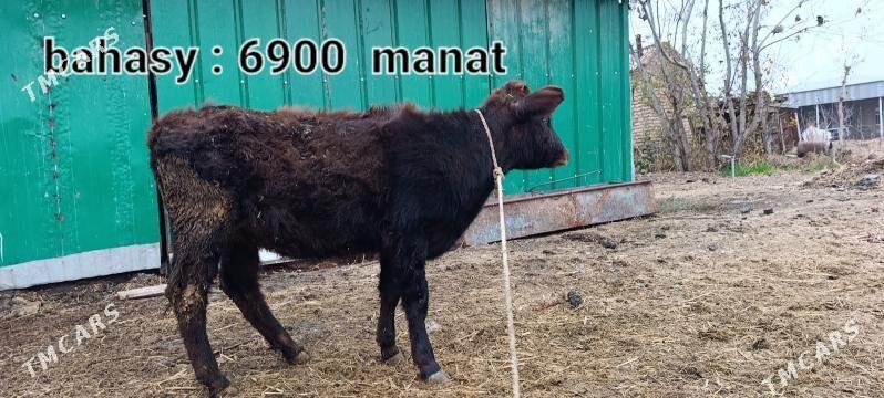 gulajyn - Мургап - img 1