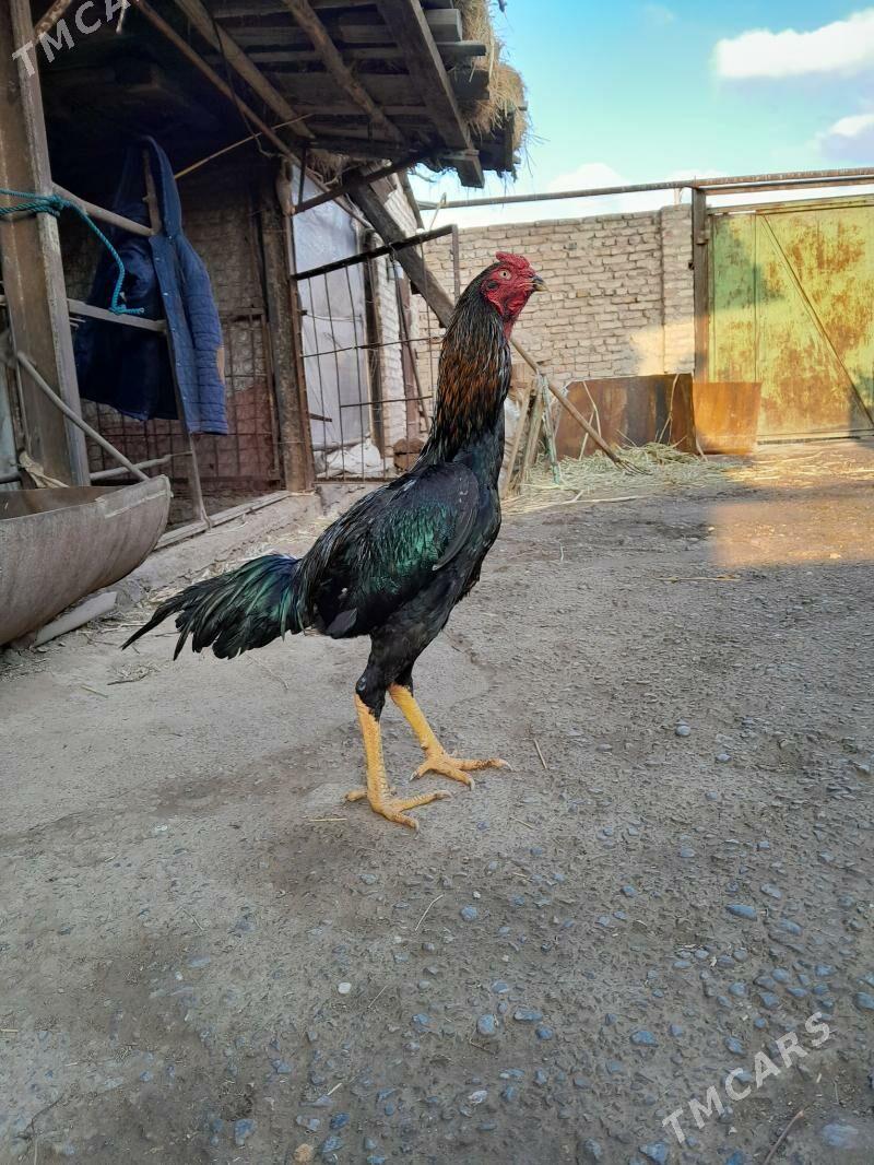 bayes horaz - Türkmenabat - img 1