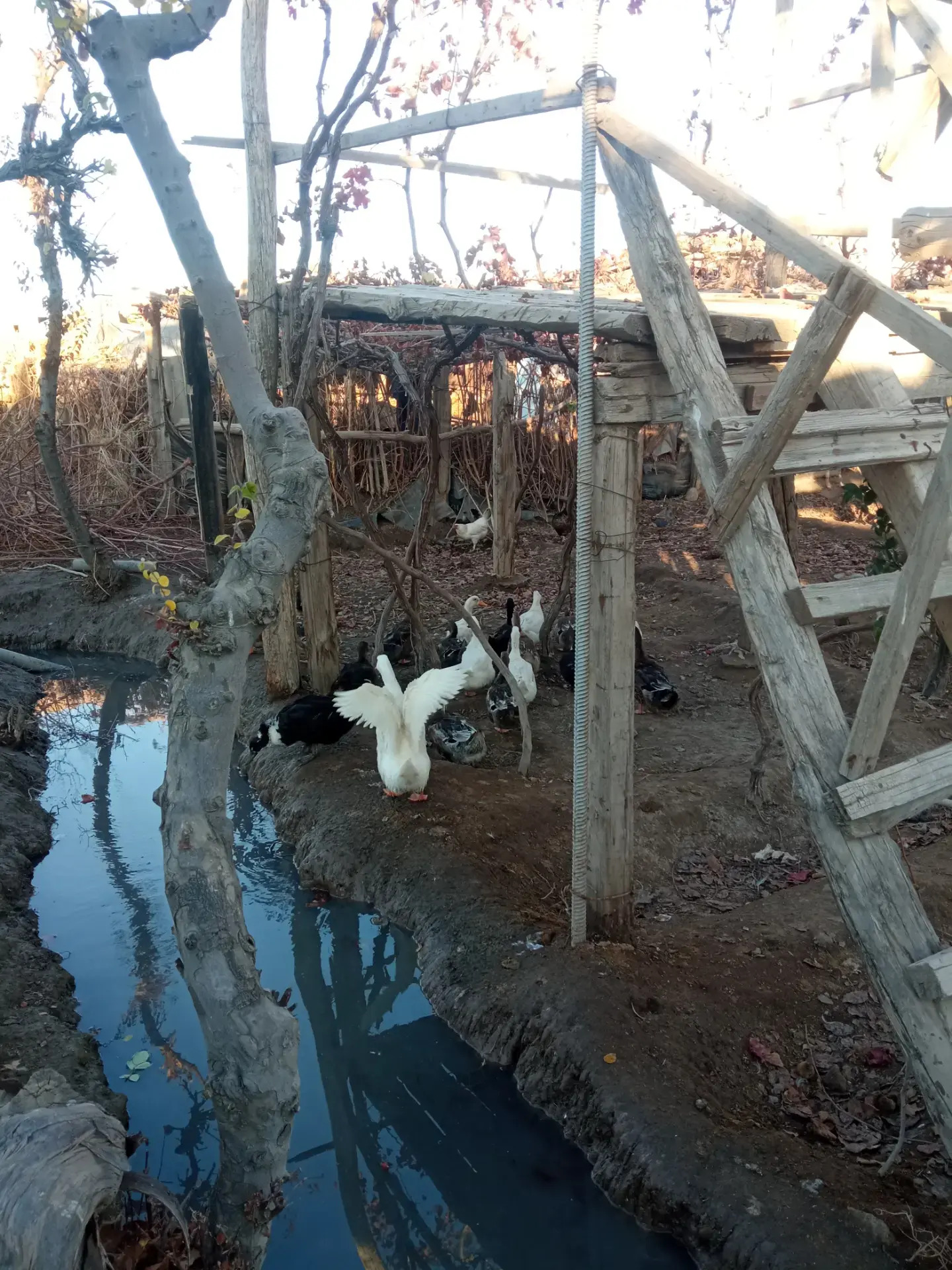 Òrdek - Farap - img 1