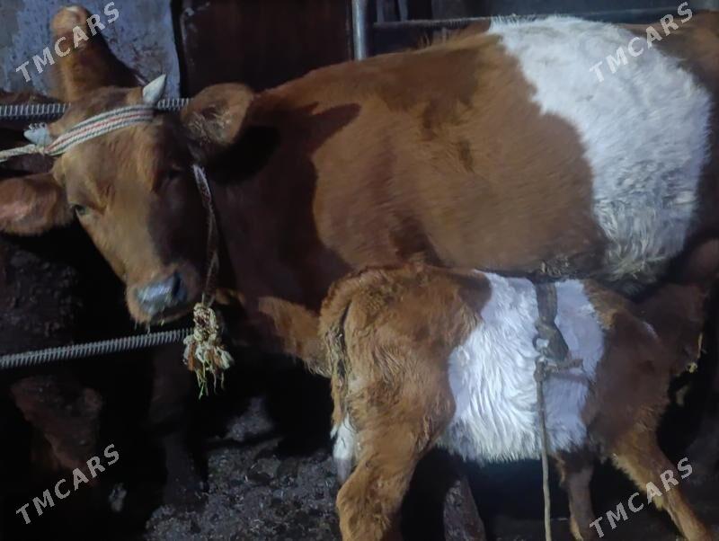 Саглык - Türkmenabat - img 1