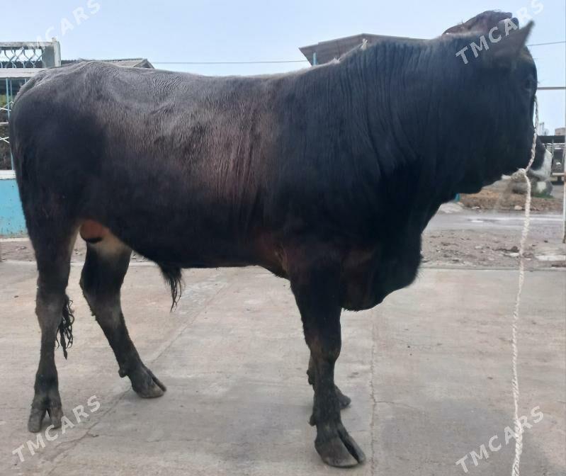 okuz - Яшлык - img 1