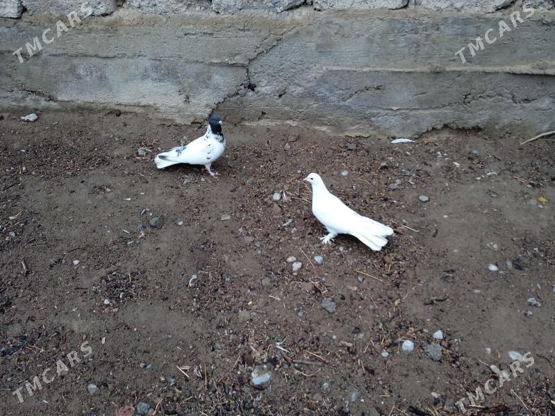 kepderi - Aşgabat - img 1