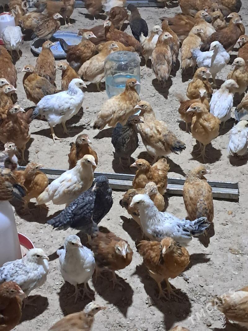 JüýjeJüýjejüýje - Tejen - img 1