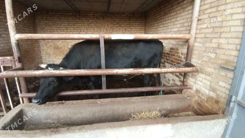 chorny pyoster okuz - Sakar - img 1