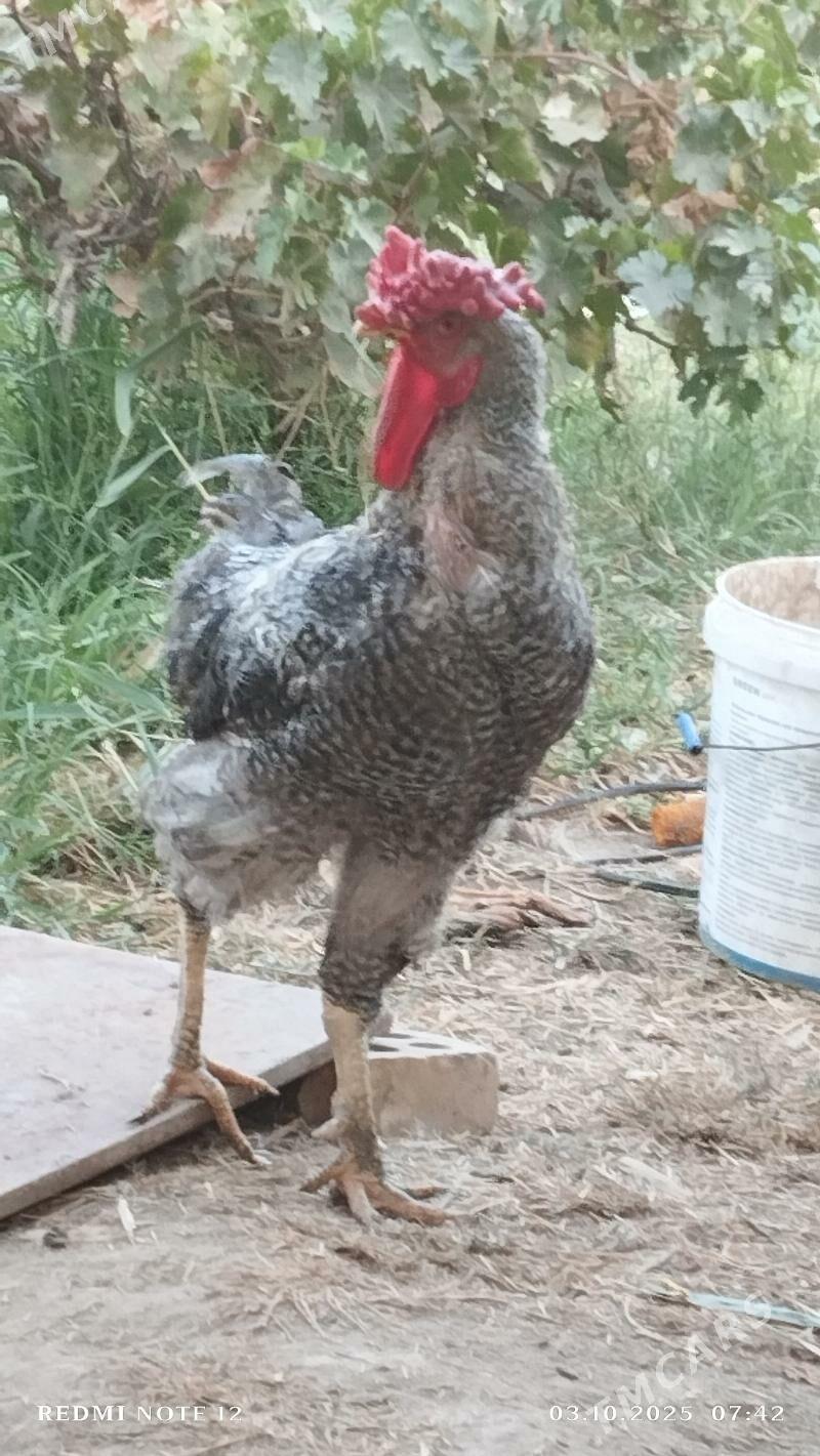 Gigant towuk yumurtgasy - Мары - img 1