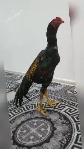 Horaz - Дашогуз - img 1