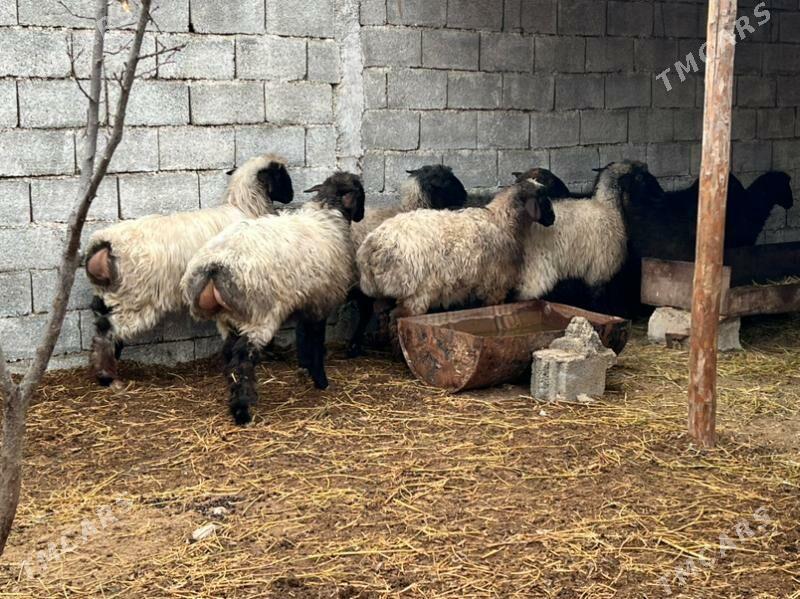 goyun tokly issek - Aşgabat - img 1