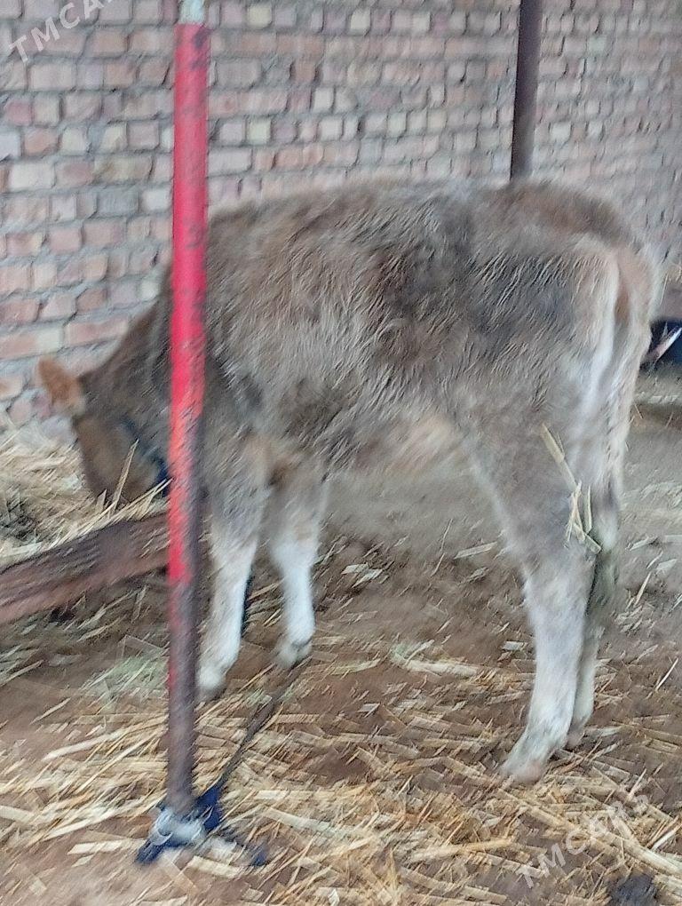 tuwe - Бахарден - img 1