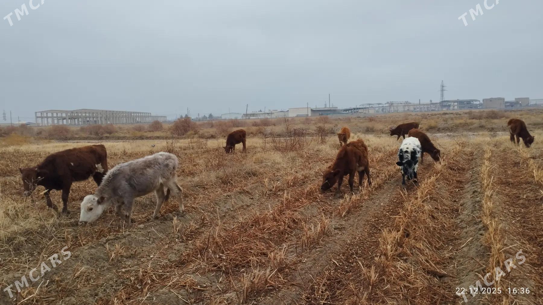Gulajyn Göleler - Векильбазар - img 1