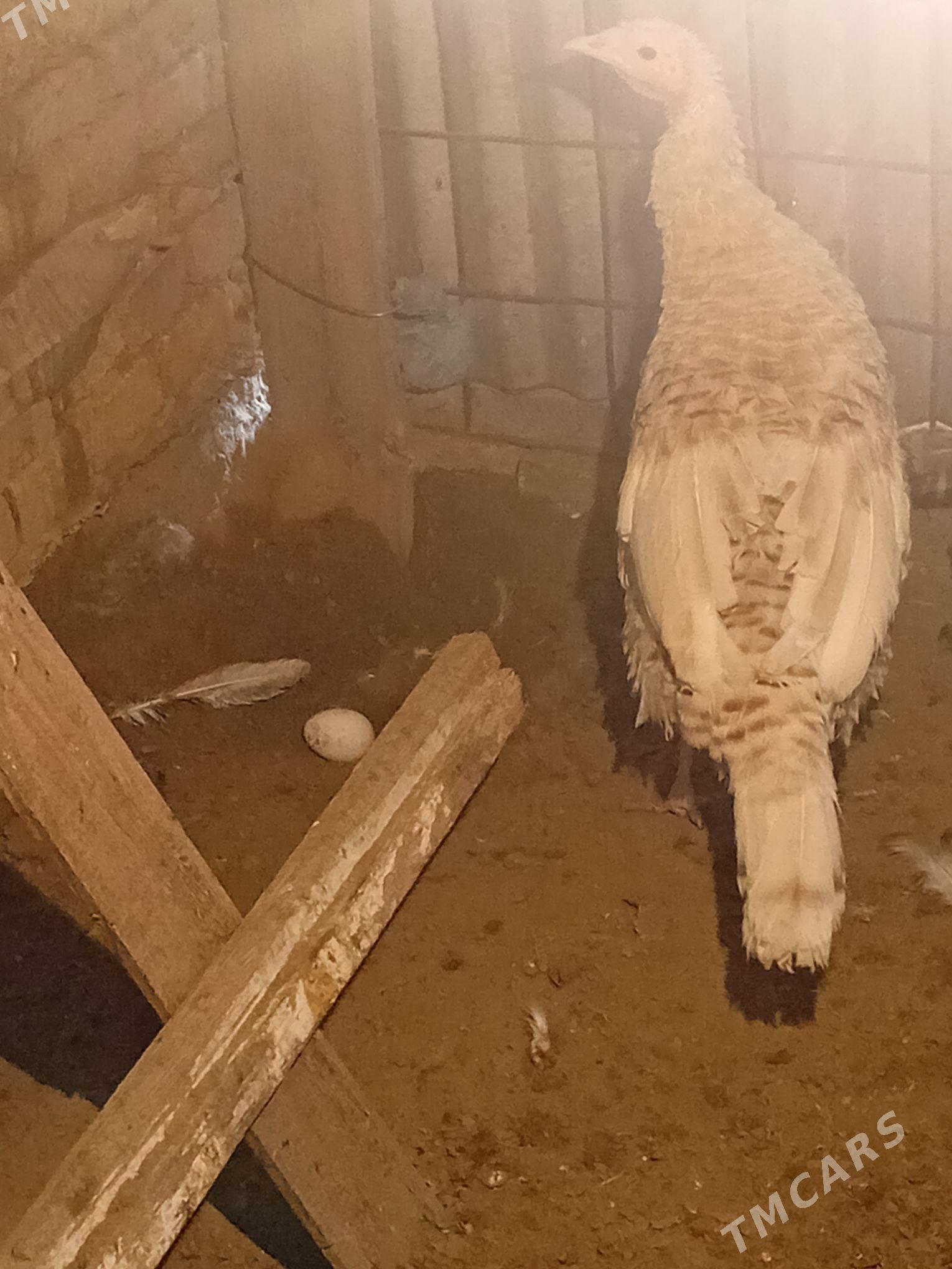 induk - Murgap - img 1