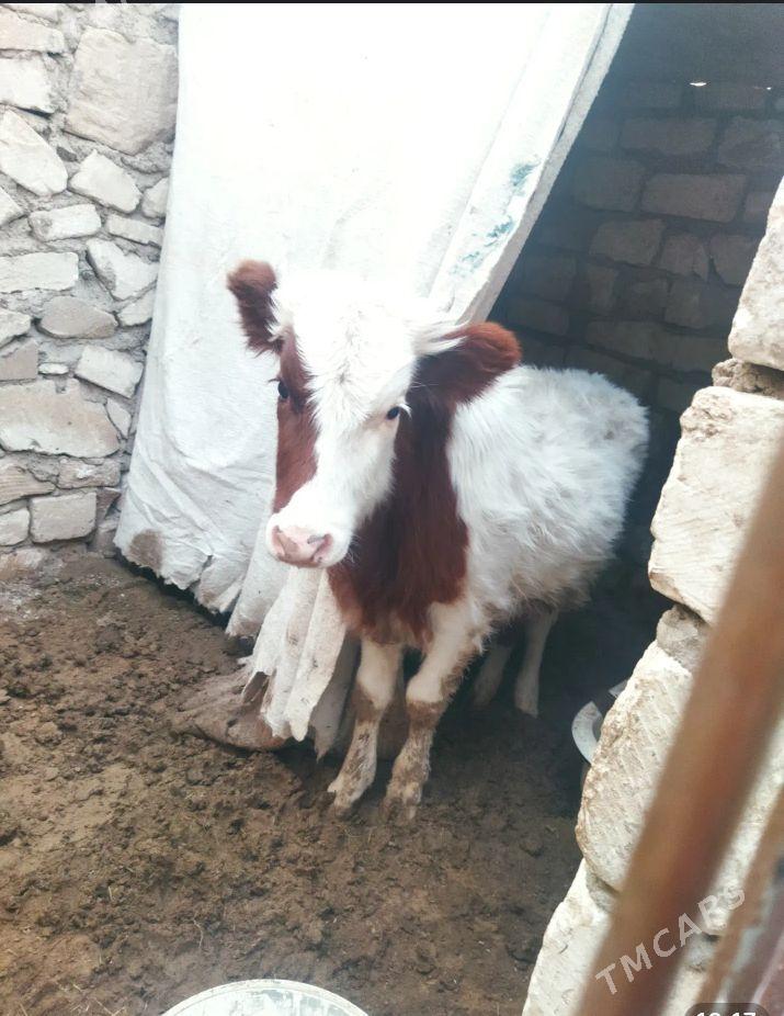 inen gole - Türkmenbaşy - img 1