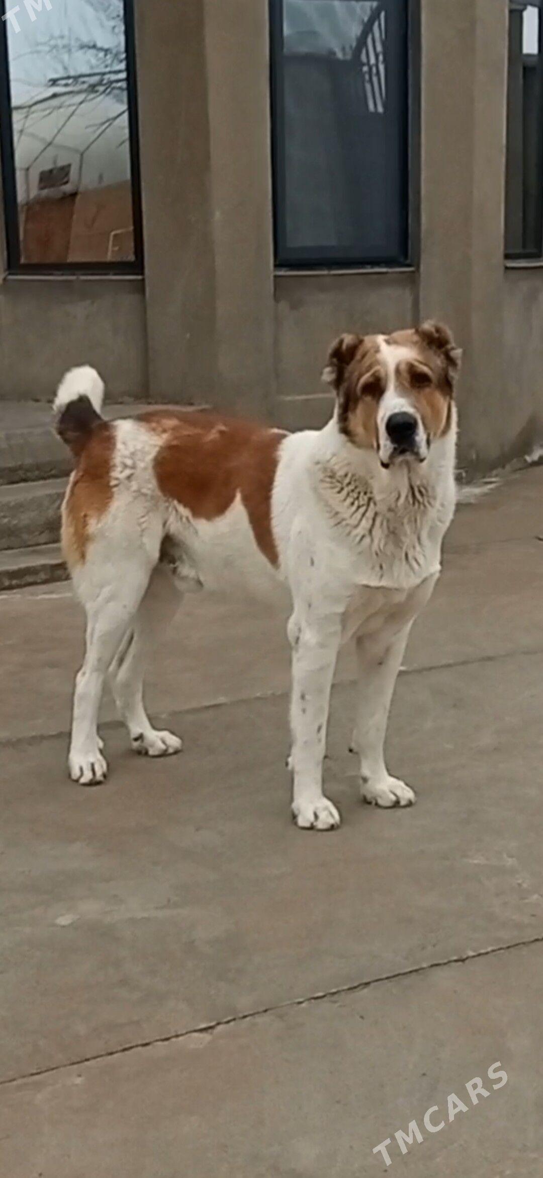 ýekemen türkmen Alabaýy - Мары - img 1