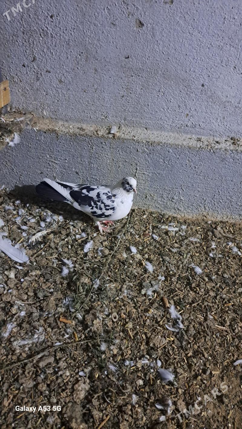 kepderi - Garadamak - img 1