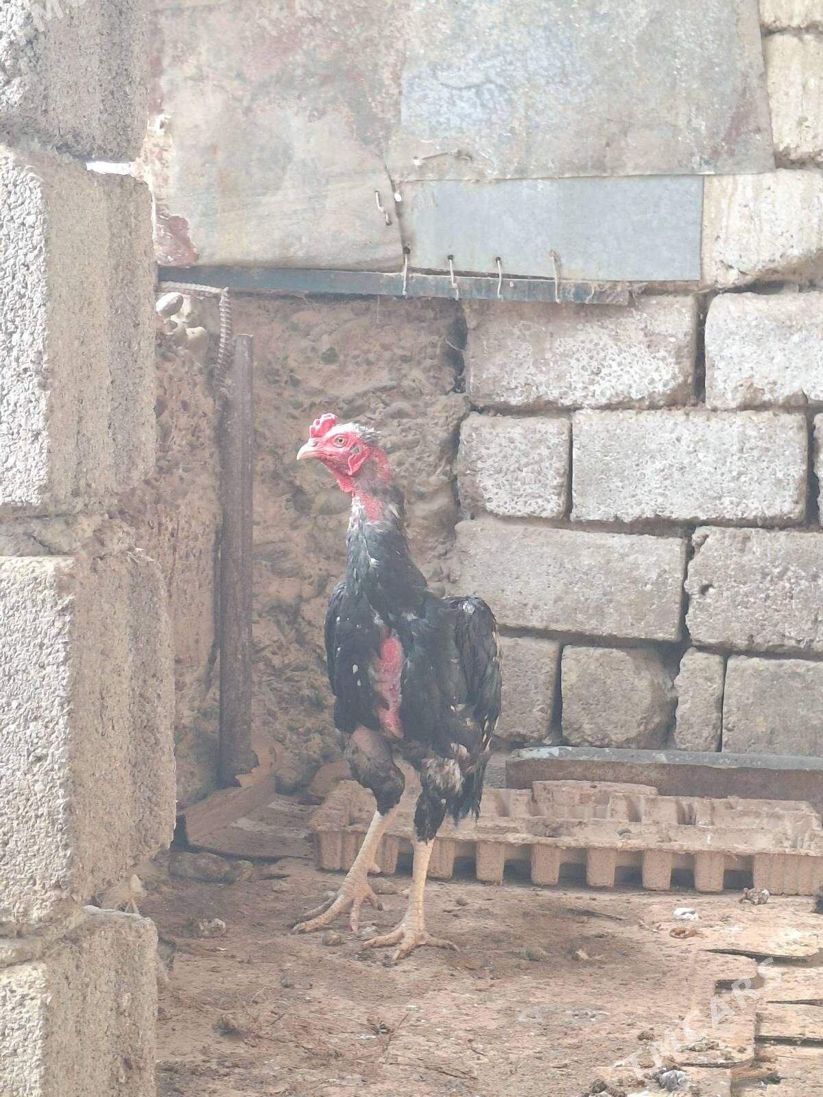 horaz - Änew - img 1