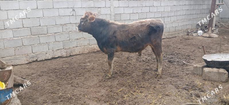 gole okuz - Büzmeýin - img 1