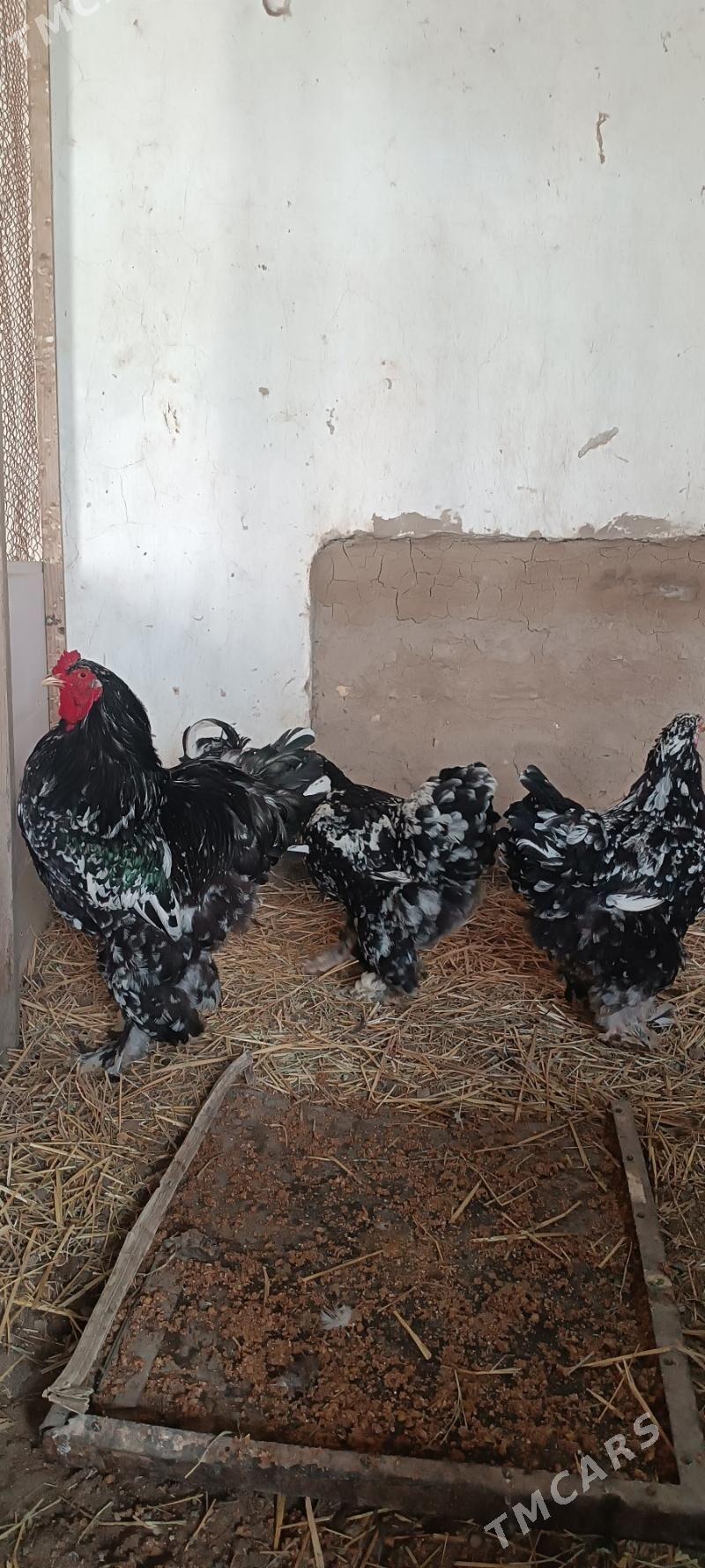 brama yumurtga - Туркменабат - img 1