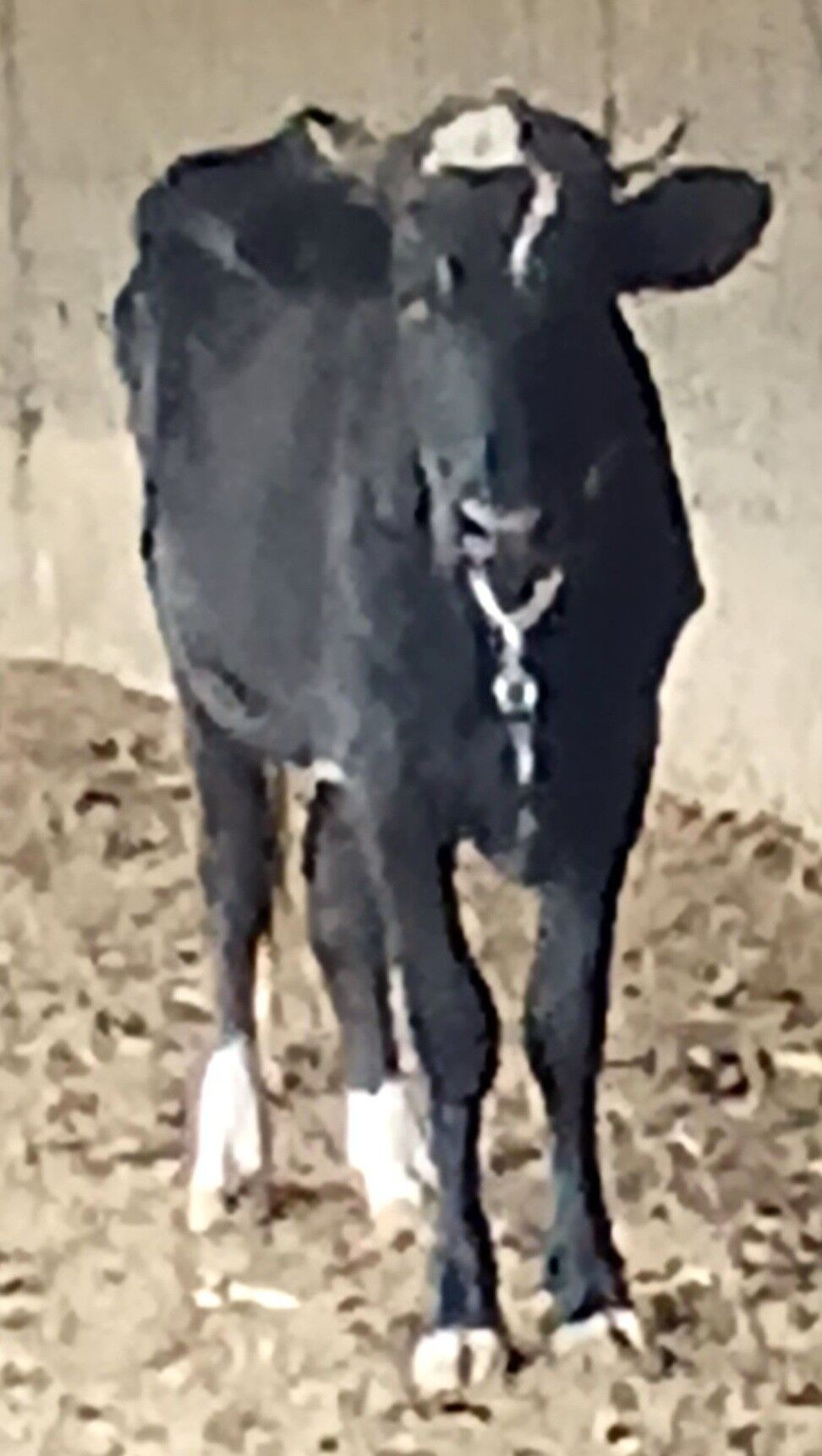 SYGYR B0G0Z - Herrikgala - img 1