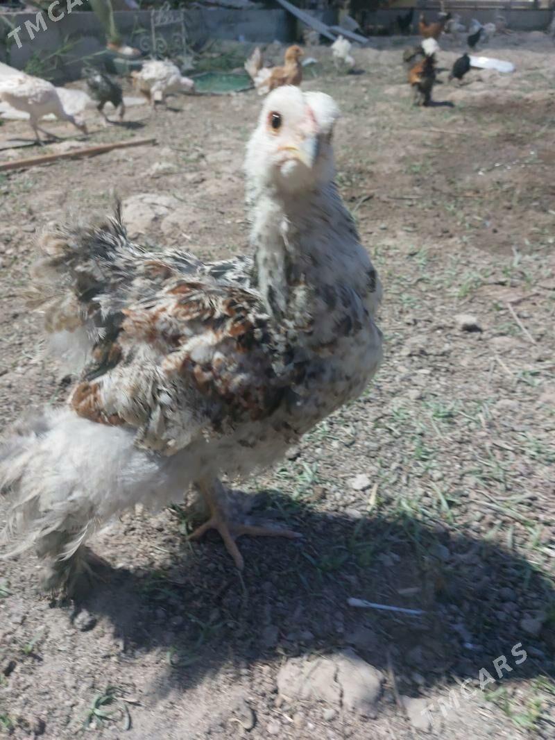 yumurta brama.paroda - Türkmenabat - img 1