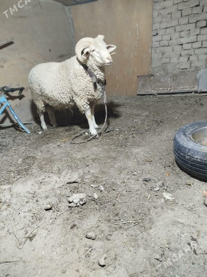 goc - Daşoguz - img 1