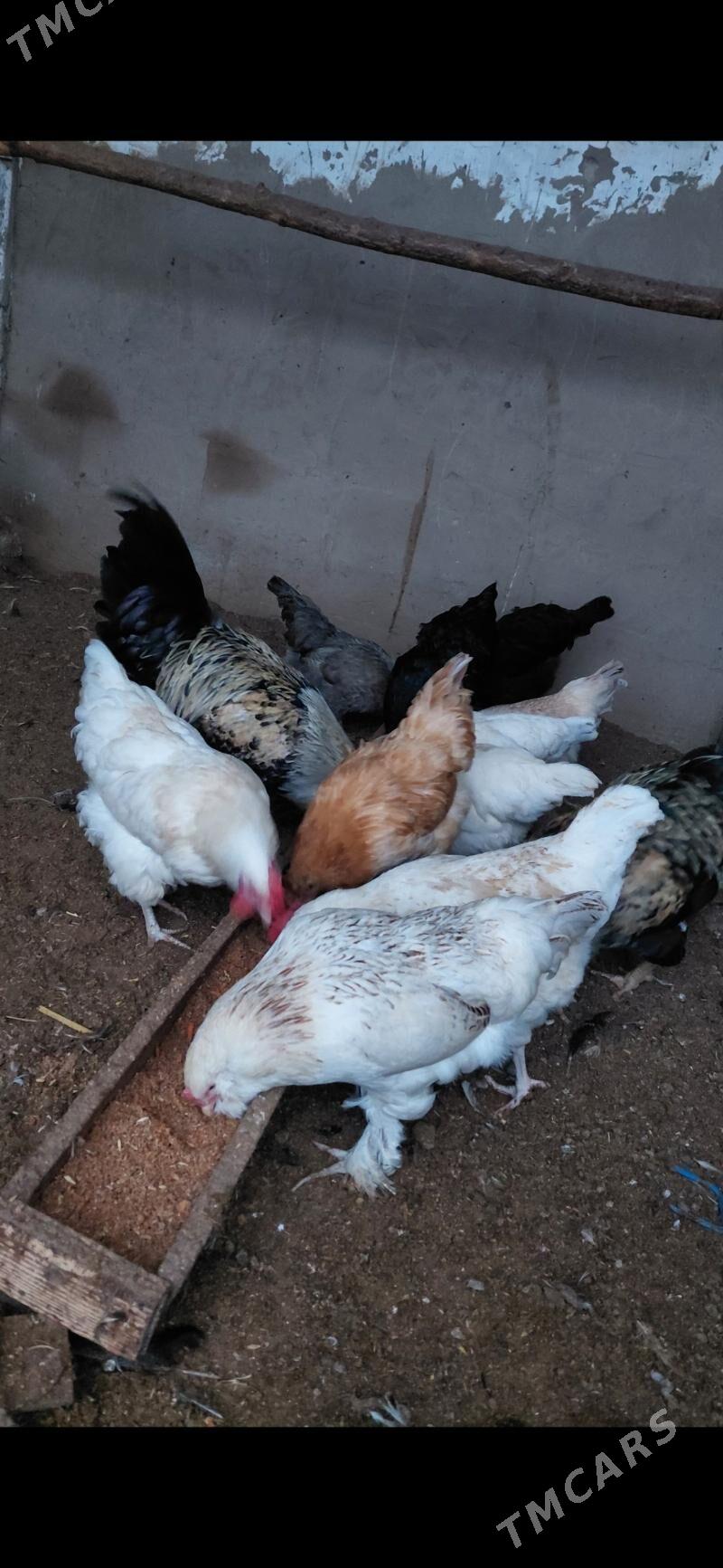 gigant towuk - Ашхабад - img 1