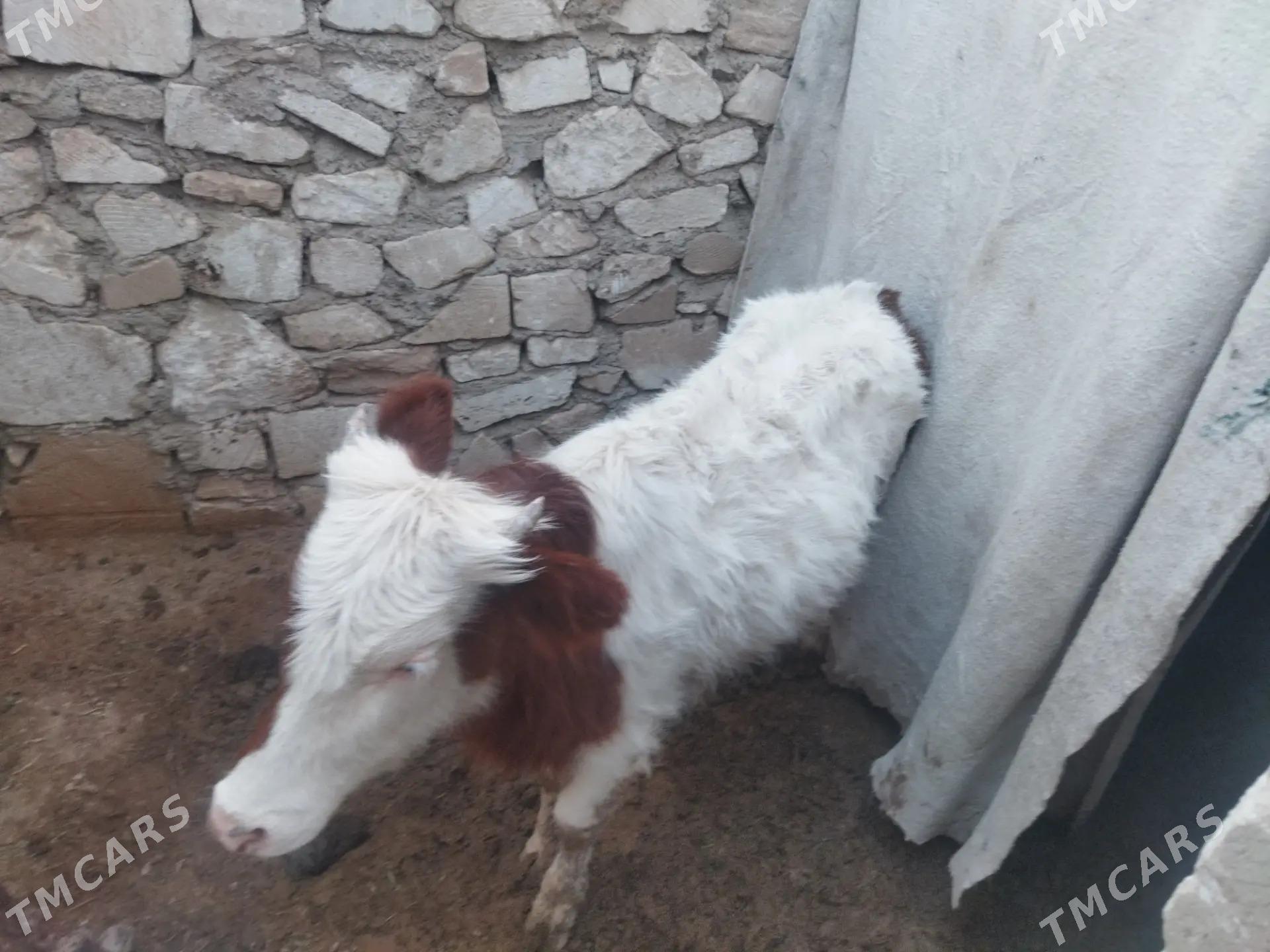 göle inen - Türkmenbaşy - img 1