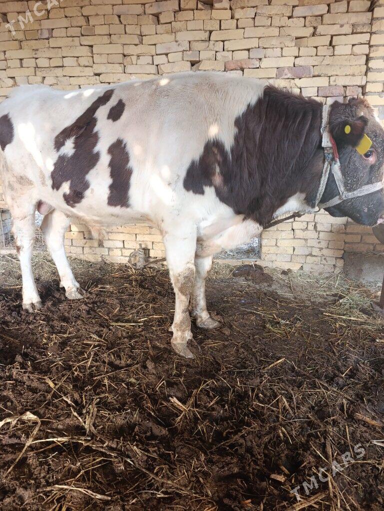 oküz - Дянев - img 1