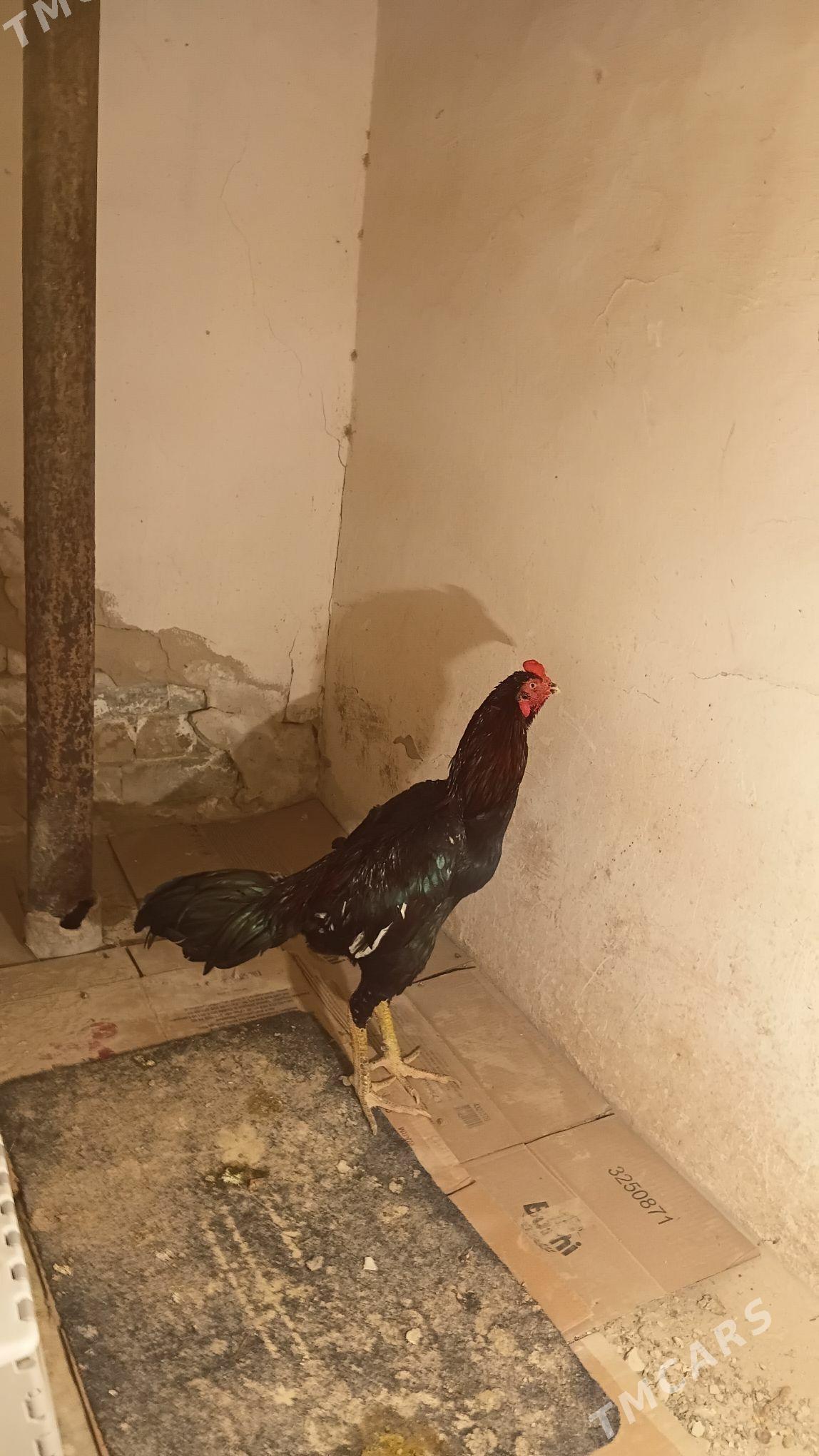 horaz - Ашхабад - img 1