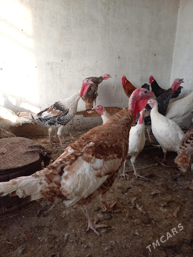 Индюк - Сакарчага - img 1