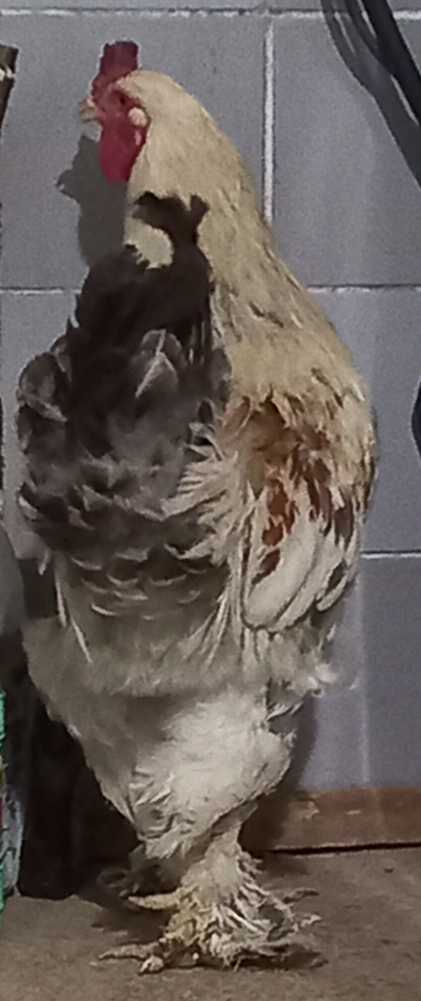 Brama horaz   Брама хораз - Aşgabat - img 1