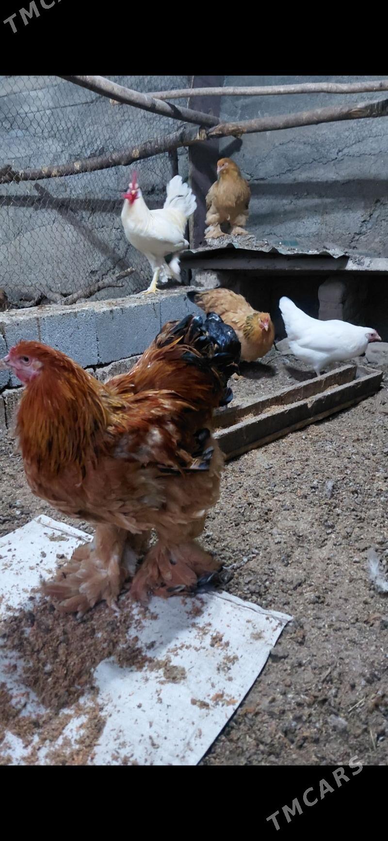 towuk - Aşgabat - img 1