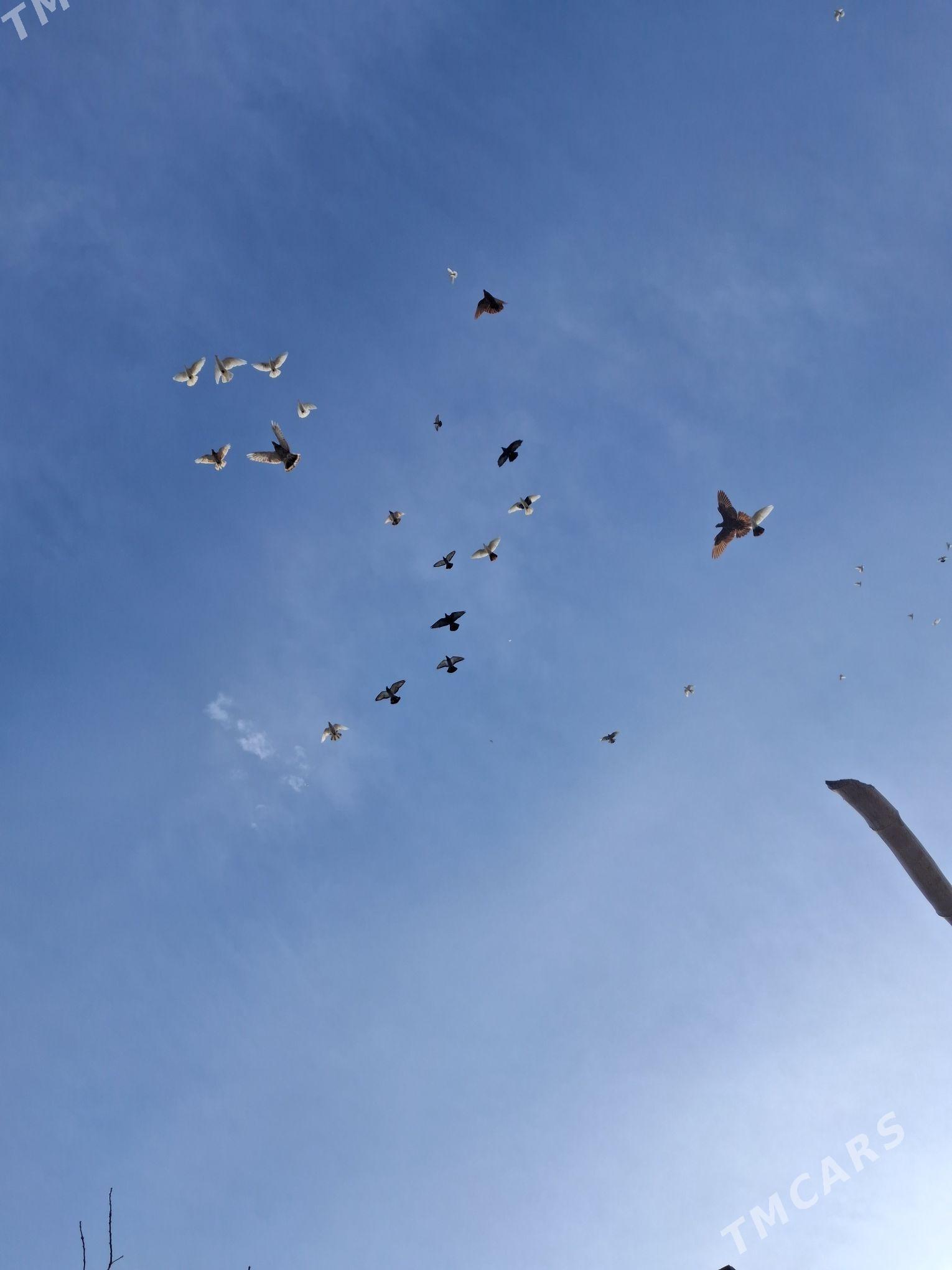 голуби - Туркменабат - img 1