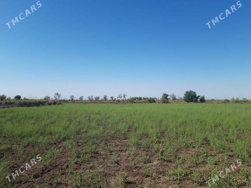 Учаска ер - Daşoguz - img 1