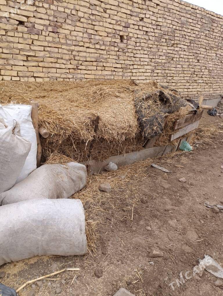 saman - Daşoguz - img 1