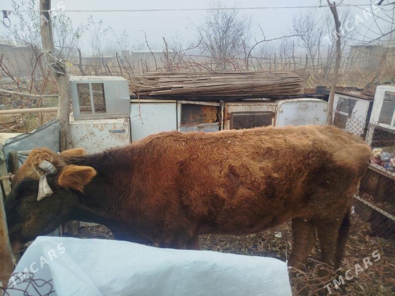 göleli sygyr - Tejen - img 1