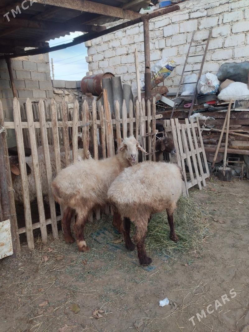 goyunlar - Gumdag - img 1