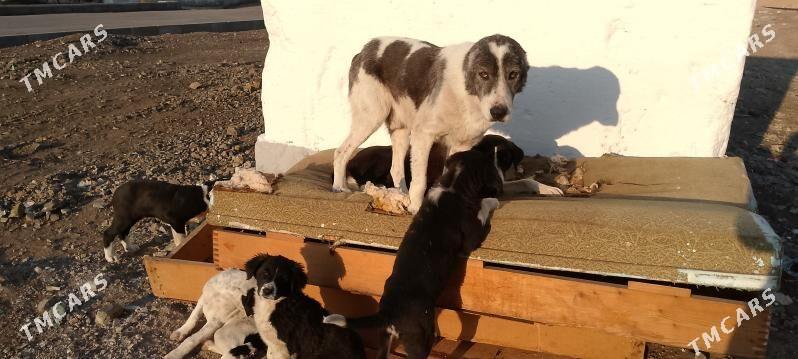 Щенки - Туркменбаши - img 1