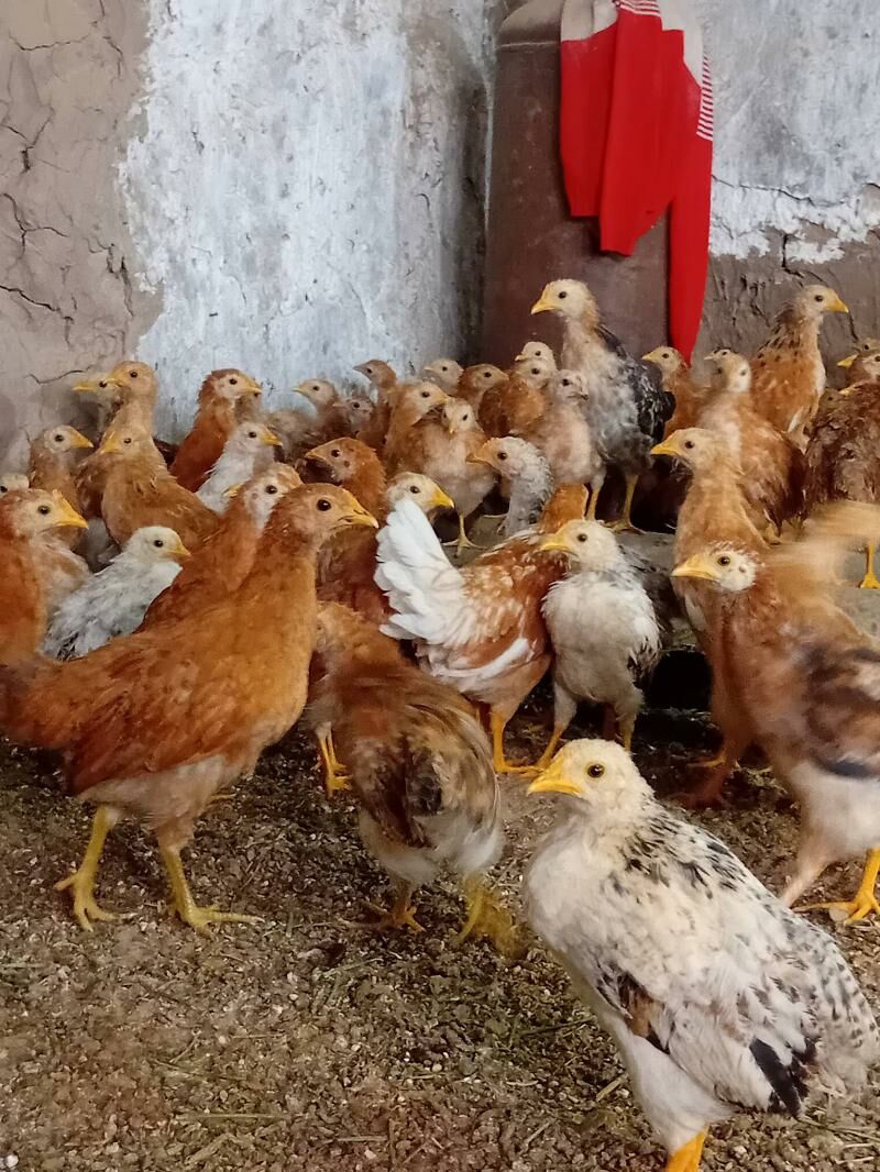 Tejen paroda 3aylyk juyjeler - Baýramaly - img 1