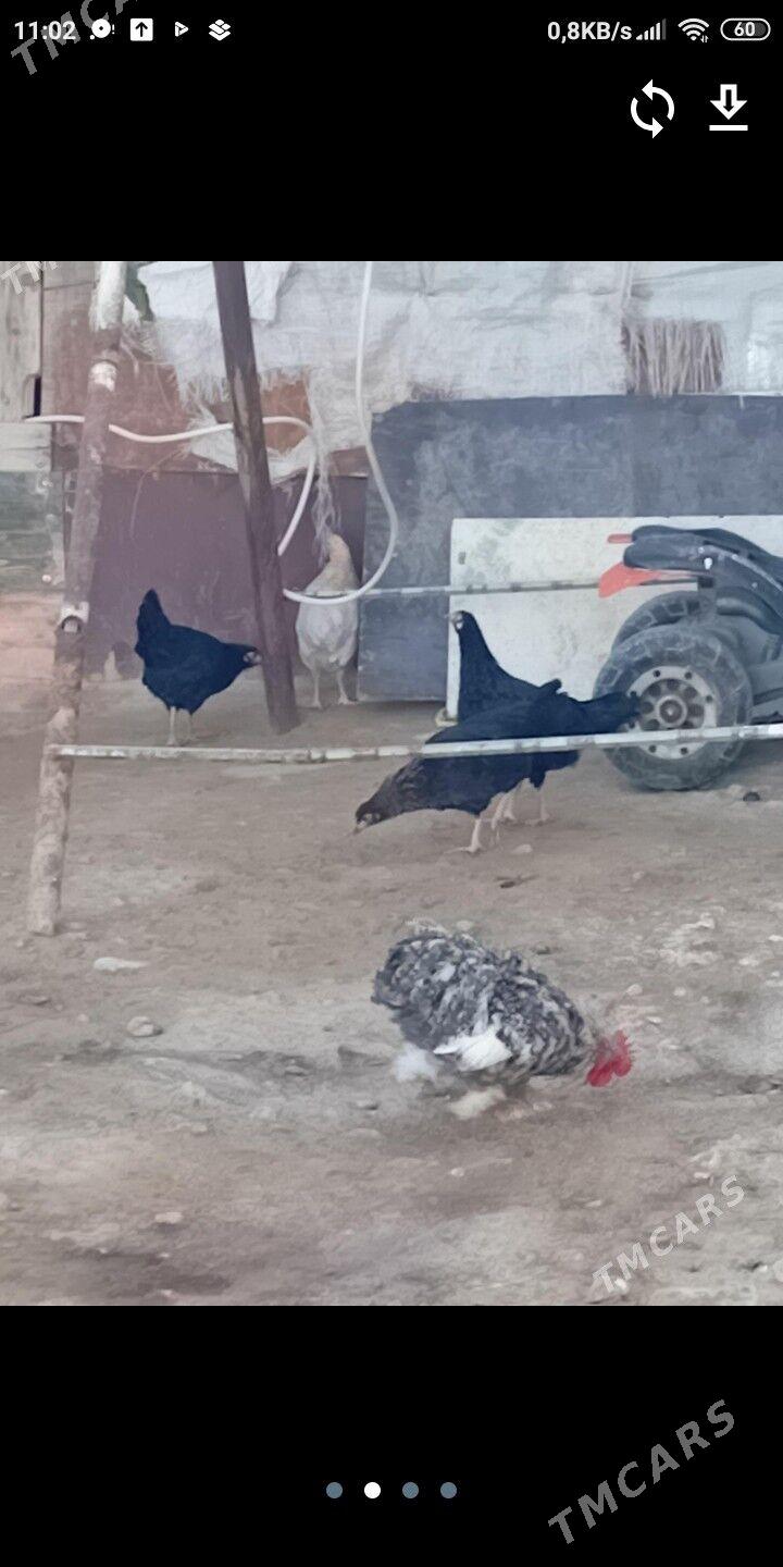 karlik kohnik yaş horaz - Gyzylarbat - img 1