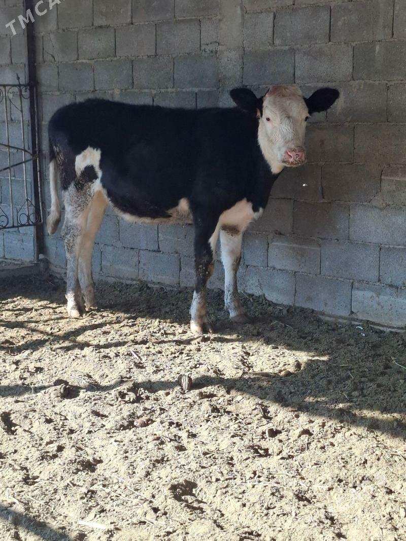 Golişdeÿin öküz tüwe - Büzmeýin - img 1