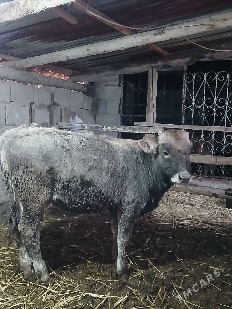 Okuz - Гёкдепе - img 1