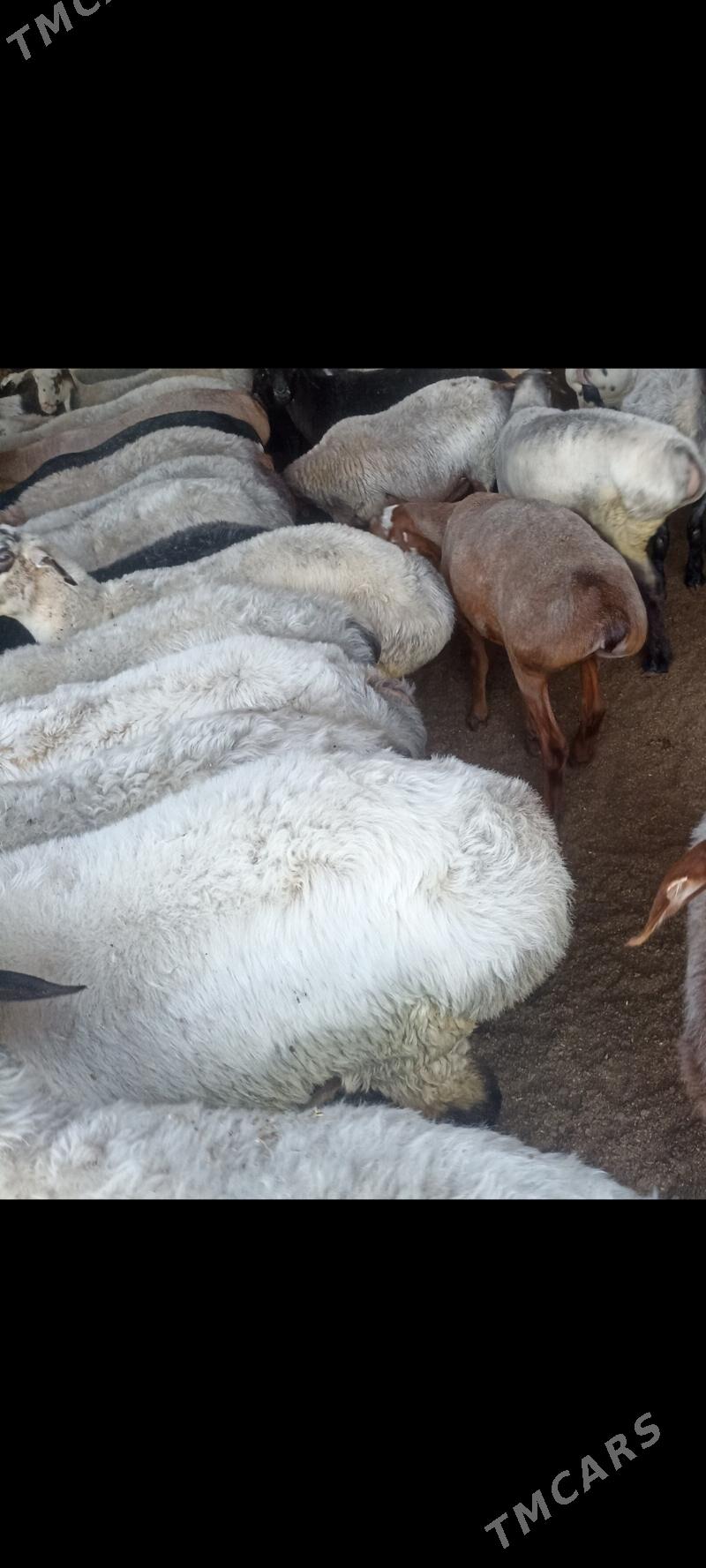 xalal mallar - Aşgabat - img 1