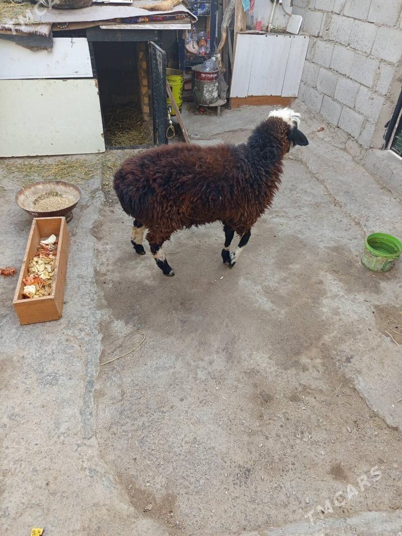 tolly - Балканабат - img 1