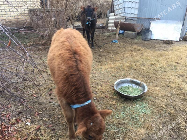 Gulajyn gole - Сакарчага - img 1