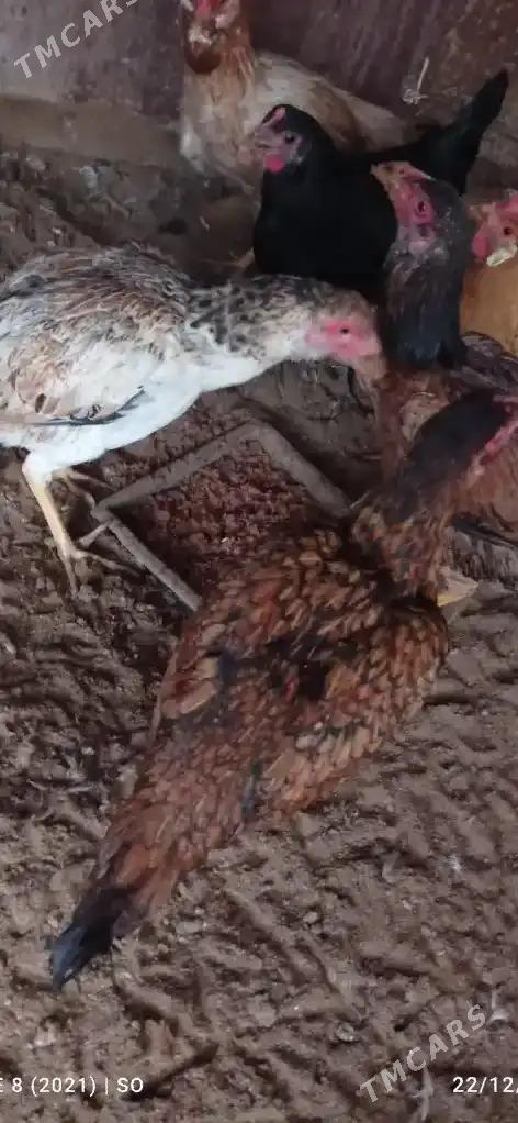 Towuk Paroda 3 sany - Mary - img 1