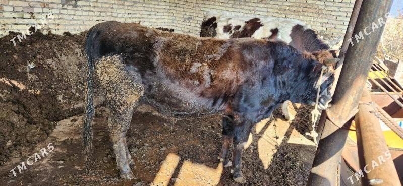 öküz - Çärjew - img 1