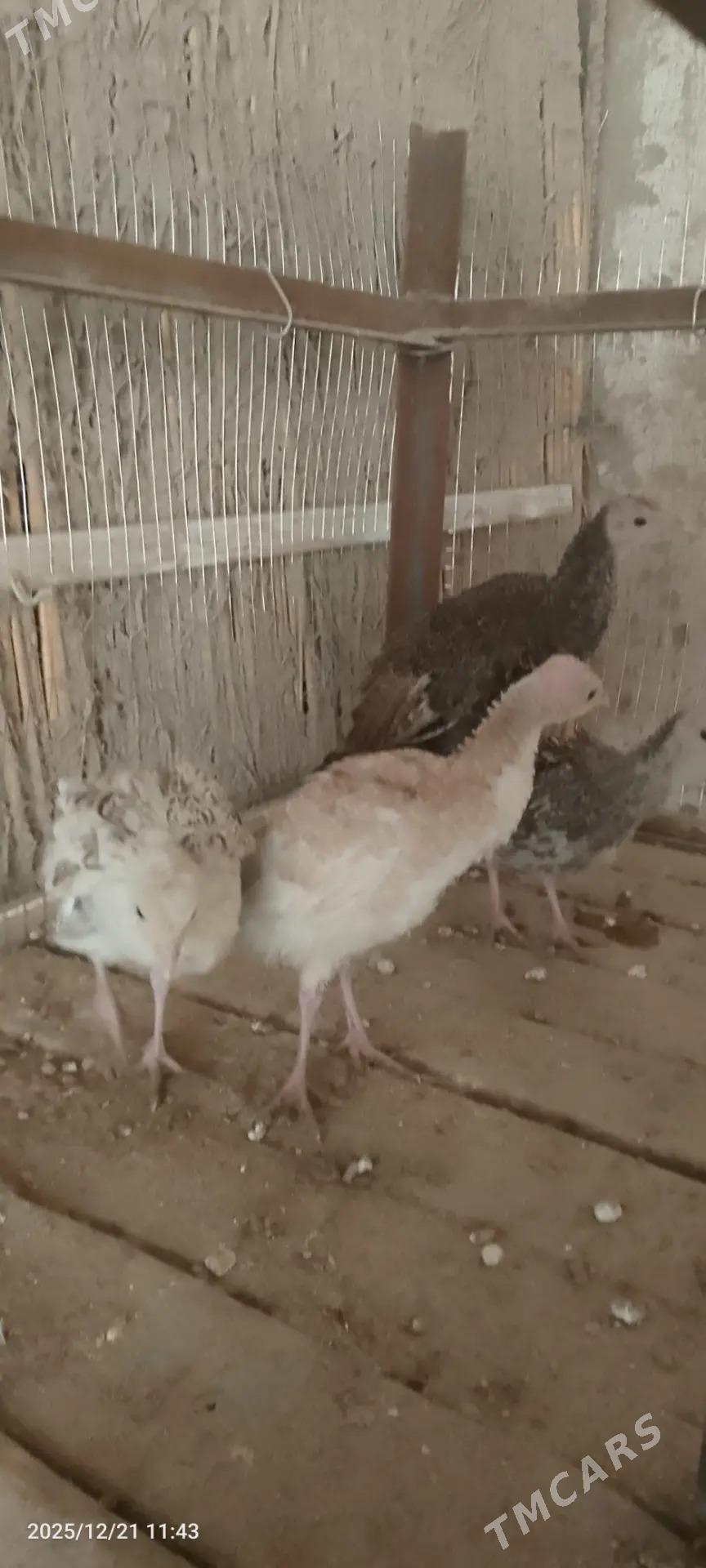 İnduk juyje - Сакарчага - img 1