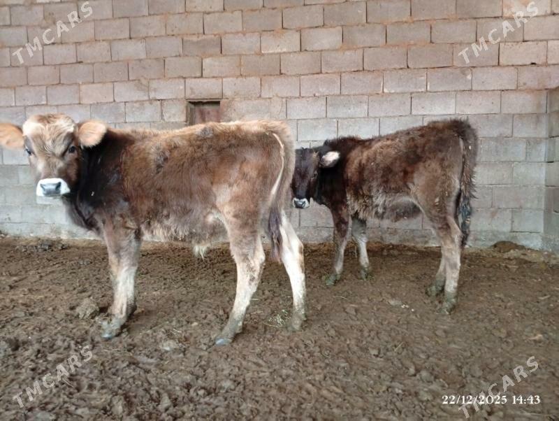 Şwes ökuz tuwe - Herrikgala - img 1