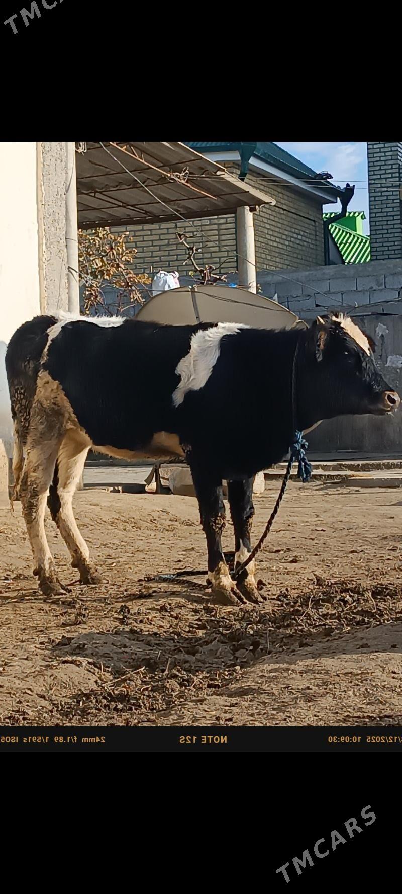 gibrit tüwe - Büzmeýin - img 1